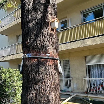 Desinsectisation piege chenilles processionnaires nichoir mesanges