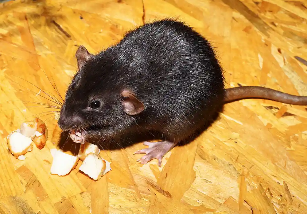 Rat 01