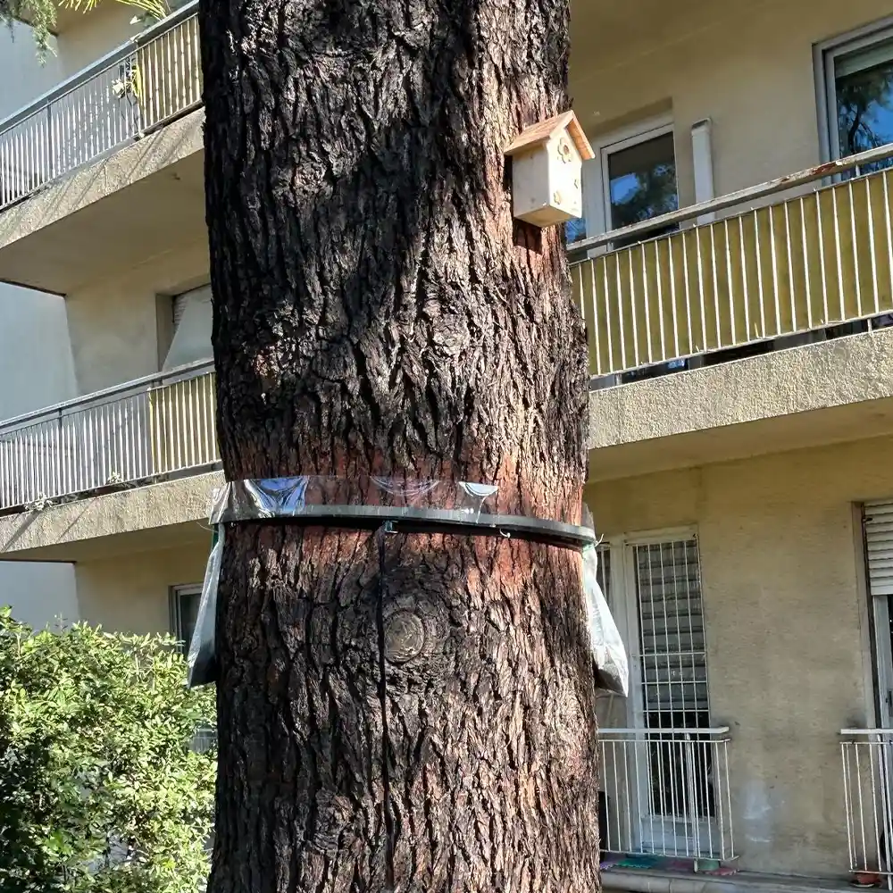 Traitement des chenilles processionnaires à Nice