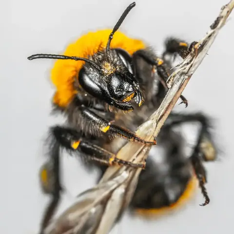 Abiotik anti-nuisibles