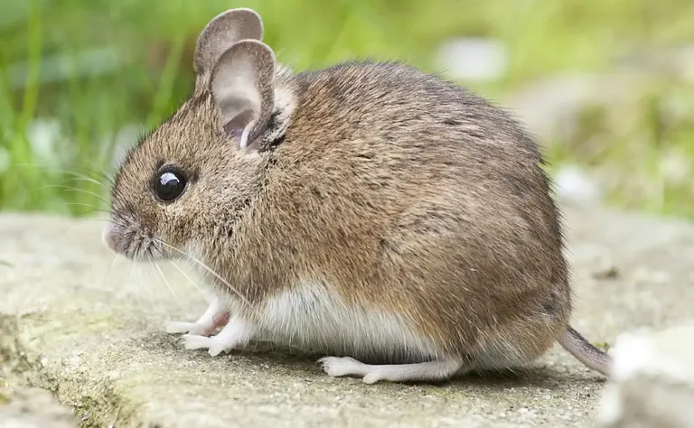 Dératisation rats souris