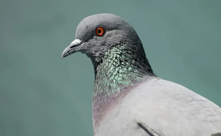 Élimination pigeons